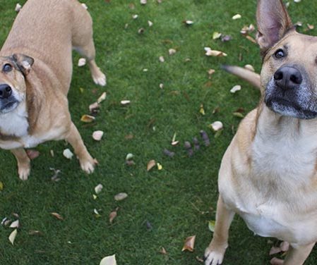 Descubre la combinación de mascotas y césped artificial