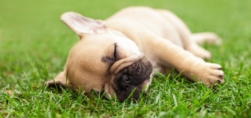 cesped artificial para perros