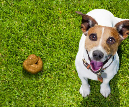 césped artificial y excrementos de perros