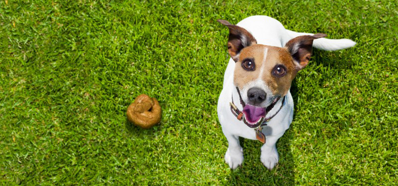 césped artificial y excrementos de perros