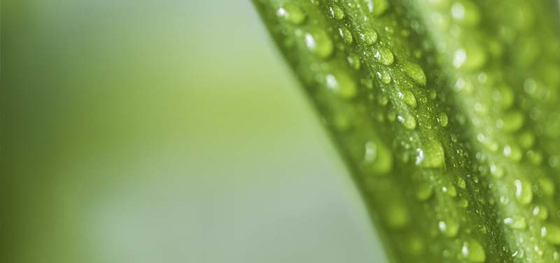 Césped artificial y humedad