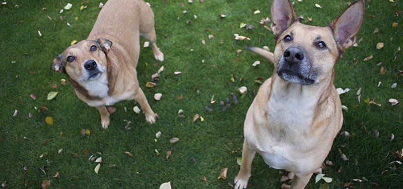 Descubre la combinación de mascotas y césped artificial