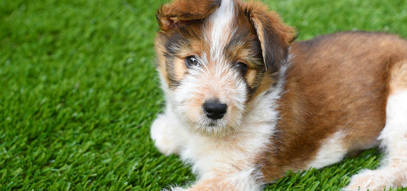Cachorrito tumbado en césped artificial